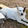 dog, white_dog, outdoor, lying_down, animal, pet, ground, wooden_platform, calm, ears, face, nature, daylight, resting, spot, quiet, moss, paws, canine, quiet_moment