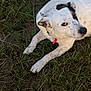 dog, white_dog, black_spots, grass, outdoor, pet, collar, animal, lying_down, curious, canine, fur, nature, ground, muzzle, ears, paw, side_view, daylight, domestic_animal