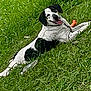 dog, black_and_white, grass, outdoor, pet, animal, happy, tongue_out, lying_down, toy, playful, nature, summer, canine, greenery, relaxed, fun, daylight, smiling, fur