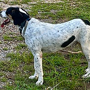 Little Lucky Boy is registered to the contest to win money with this photo: dog, animal, outdoor, grass, nature, pet, canine, spotted, black_and_white, collar, tongue, alert, side_view, standing, ground, path, greenery, fur, muzzle, ears