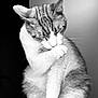 animal, animal_face, black_and_white, calm, cat, closeup, cute, domestic_animal, feline, fur, grooming, indoor, paw, pet, portrait, relaxed, sitting, soft_light, texture, whiskers