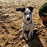 attentive, beach, black_ears, buoy, collar, dog, ears, muzzle, ocean, paw_prints, pet, rock, sand, shadow, shoreline, sitting, small_dog, sunlight, textured_sand, white_fur