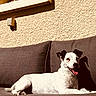 companion, couch, dog, domestic, ears, jack_russell, outdoor, paws, pet, porch, reclining, relaxed, shadow, smiling, sofa, stucco_wall, sunlight, tongue, upholstery, white_fur