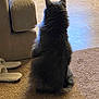 Haze is registered to the contest to win money with this photo: cat, fluffy, back_view, indoor, carpet, slippers, couch, floor, tile, pet, feline, home, cozy, domestic, animal, quiet, still, sitting, fur, relaxation