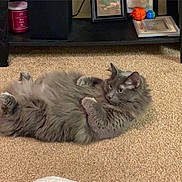 Haze is registered to the contest to win money with this photo: cat, gray_cat, fluffy, carpet, indoor, pet, furniture, shelf, candle, photo_frame, ball, curious, lying_down, home, cozy, animal, feline, resting, domestic, cute