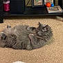 cat, gray_cat, fluffy, carpet, indoor, pet, furniture, shelf, candle, photo_frame, ball, curious, lying_down, home, cozy, animal, feline, resting, domestic, cute