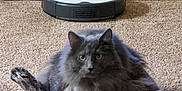 Haze joined the competition — help win amazing prizes! cat, gray_cat, fluffy_cat, carpet, robotic_vacuum, vacuum_cleaner, wall_outlet, home_interior, pet, animal, domestic, relaxed, sitting, fur, indoor, cute, funny_pose, technology, floor, appliance