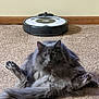cat, gray_cat, fluffy_cat, carpet, robotic_vacuum, vacuum_cleaner, wall_outlet, home_interior, pet, animal, domestic, relaxed, sitting, fur, indoor, cute, funny_pose, technology, floor, appliance