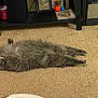 Haze joined the competition — help win amazing prizes! cat, gray_cat, fluffy, carpet, stretching, relaxed, indoor, shelf, toys, photoframe, home, cozy, paw, feline, pet, fur, animal, resting, living_room, floor