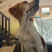 Aïko a rejoint le concours — aidez-le/la à gagner de superbes lots ! dog, indoor, couch, stairs, mirror, brown, white, speckled_fur, pet, animal, looking_up, furniture, living_room, household, curious, seated, close_up, canine, domestic, home