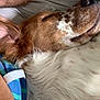 dog, sleeping, close_up, fur, relaxation, person_arm, indoor, cozy, comfort, pet, napping, brown_spots, white_fur, snout, ear, resting, companion, human, domestic, calm