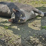 Nala a rejoint le concours — aidez-le/la à gagner de superbes lots ! cat, grey_cat, white_cat, lying_down, outdoor, sunlight, shadow, grass, dirt, animal, pet, whiskers, relaxed, curious, ground, nature, feline, daylight, closeup, mammal