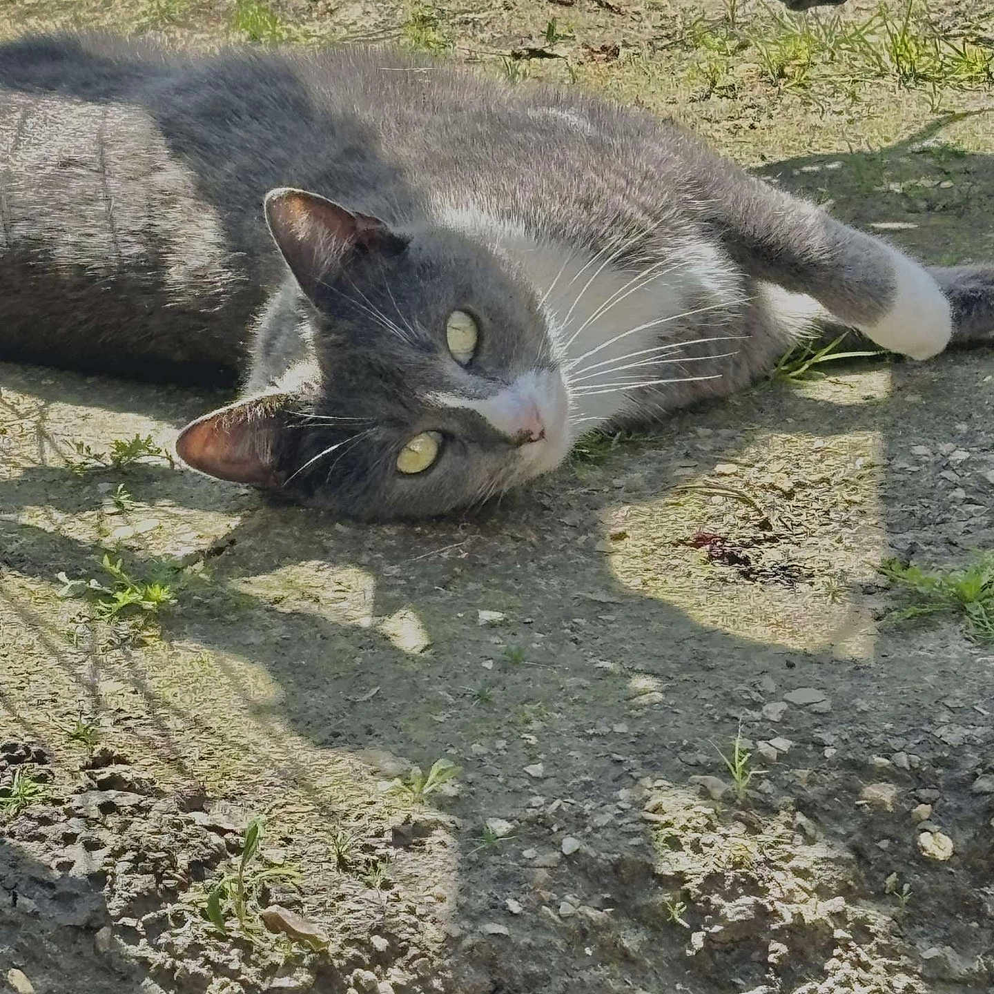 Nala a rejoint le concours — aidez-le/la à gagner de superbes lots ! animal, cat, closeup, curious, daylight, dirt, feline, grass, grey_cat, ground, lying_down, mammal, nature, outdoor, pet, relaxed, shadow, sunlight, whiskers, white_cat