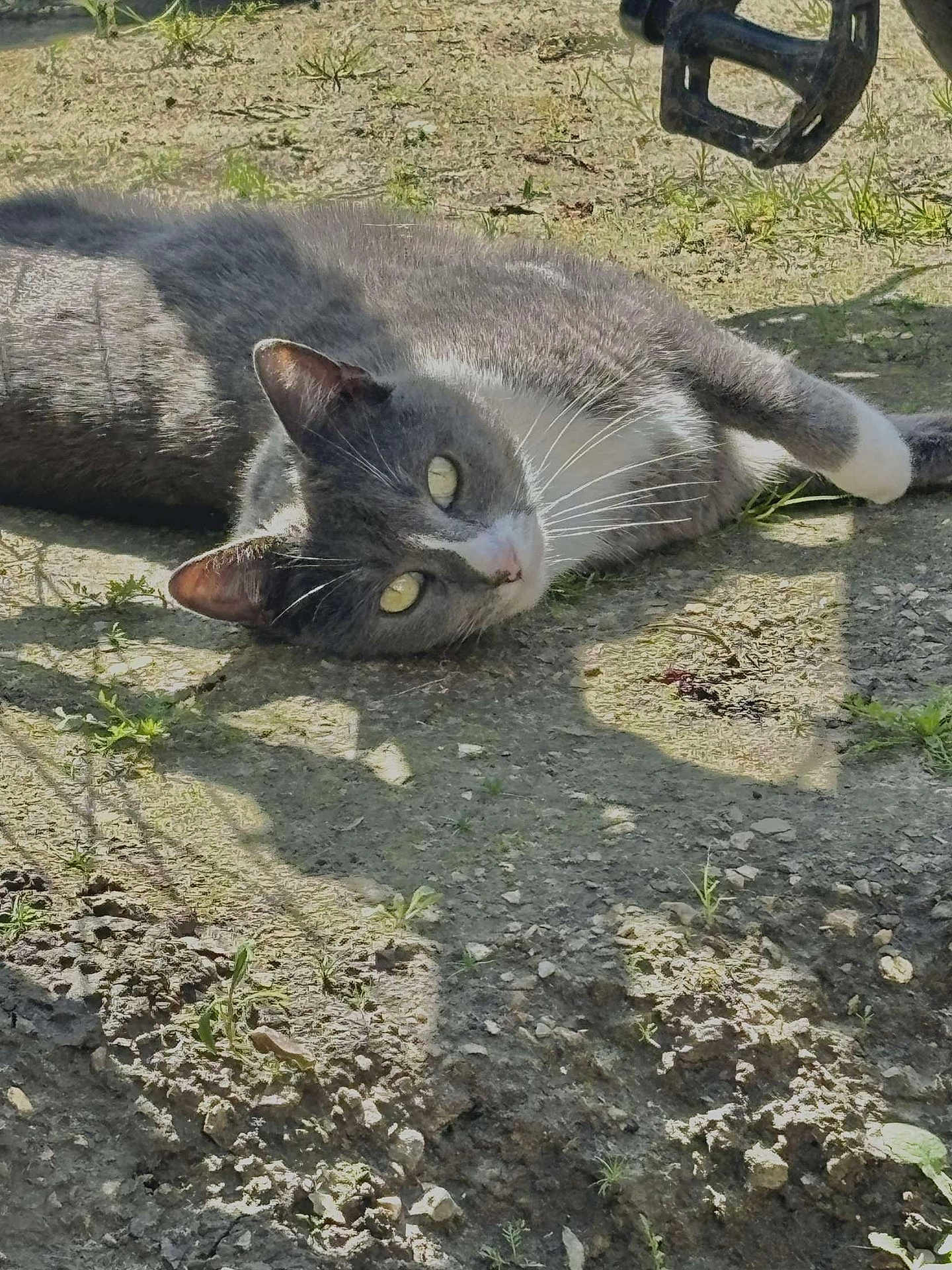 Nala a rejoint le concours — aidez-le/la à gagner de superbes lots ! cat, grey_cat, white_cat, lying_down, outdoor, sunlight, shadow, grass, dirt, animal, pet, whiskers, relaxed, curious, ground, nature, feline, daylight, closeup, mammal