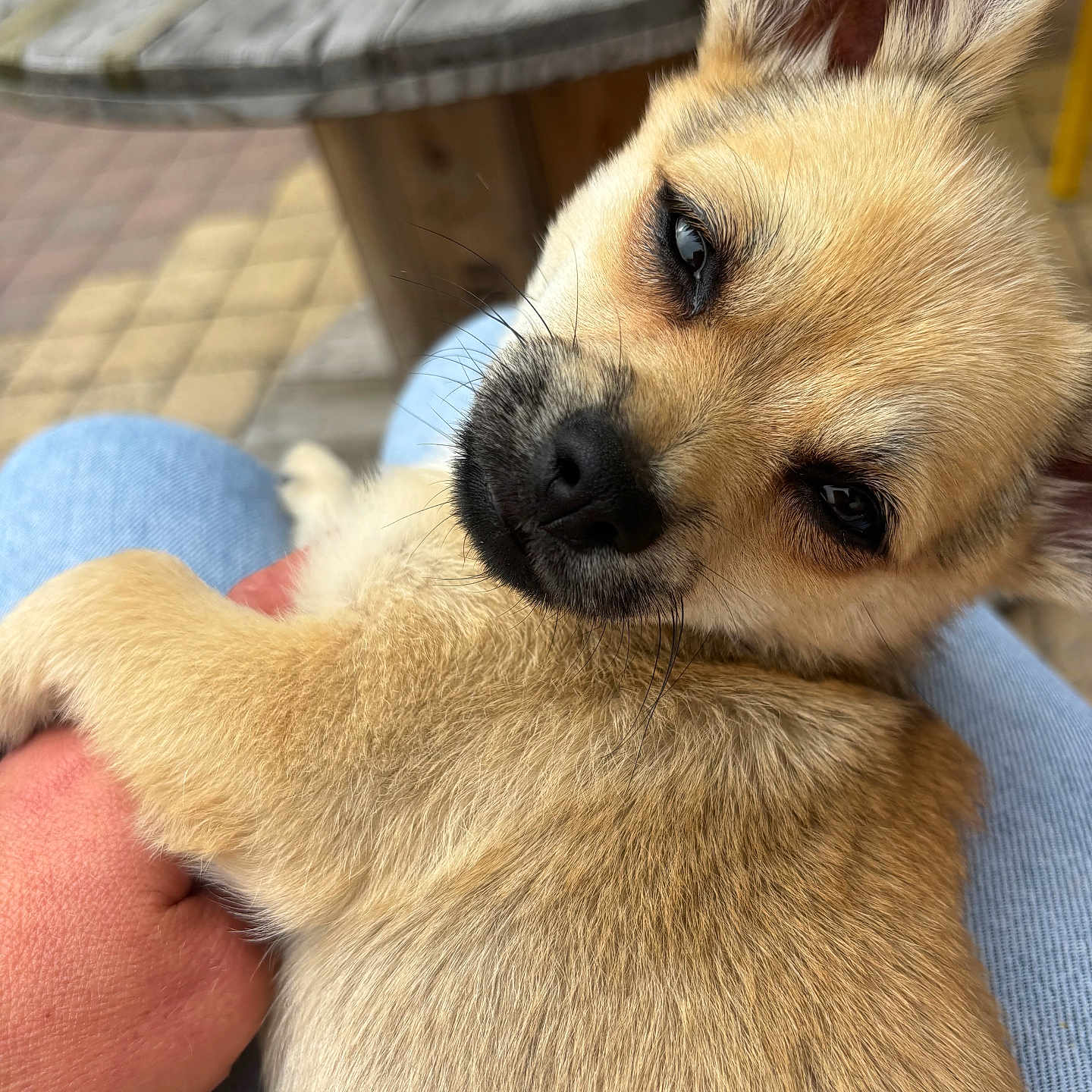 Aïko participe au concours pour gagner de l'argent avec cette photo : animal, brown, close_up, cozy, cute, dog, friendship, fur, hand, jeans, outdoor, person, pet, puppy, relaxed, resting, sleepy, table, wood, young