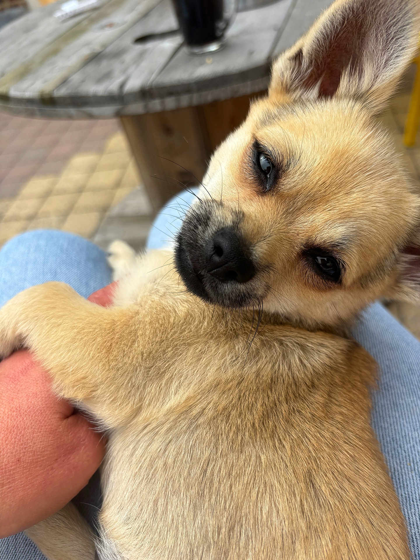 Aïko participe au concours pour gagner de l'argent avec cette photo : puppy, dog, pet, close_up, fur, sleepy, hand, jeans, outdoor, table, wood, brown, cute, animal, young, relaxed, cozy, person, resting, friendship
