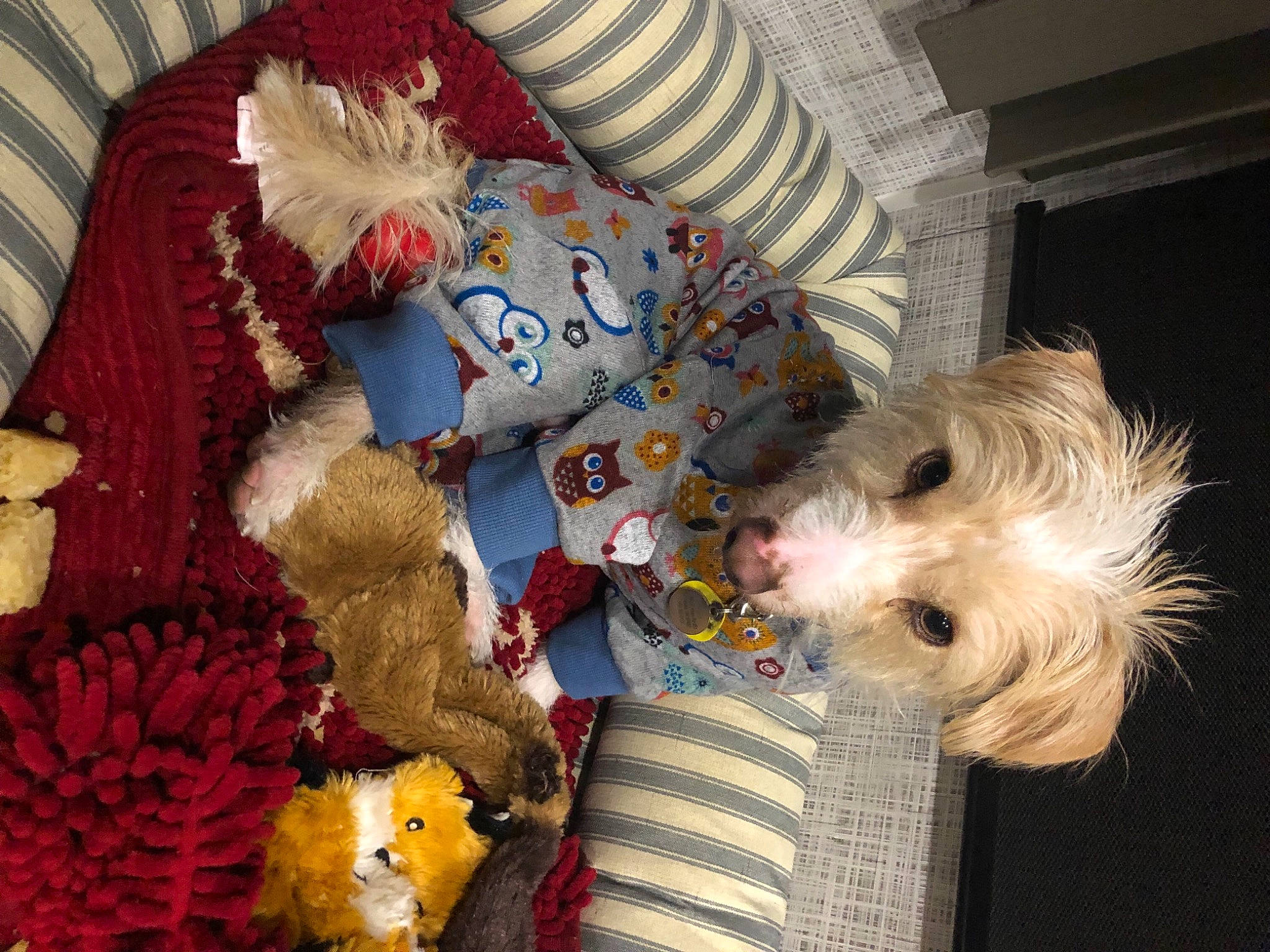 Peanut is registered to the contest to win money with this photo: art, carnivore, companion_dog, dog, dog_breed, dog_clothes, dog_supply, fawn, fur, linens, mammal, pattern, small_terrier, stuffed_toy, terrier, toy, toy_dog, vertebrate, wool, woolen