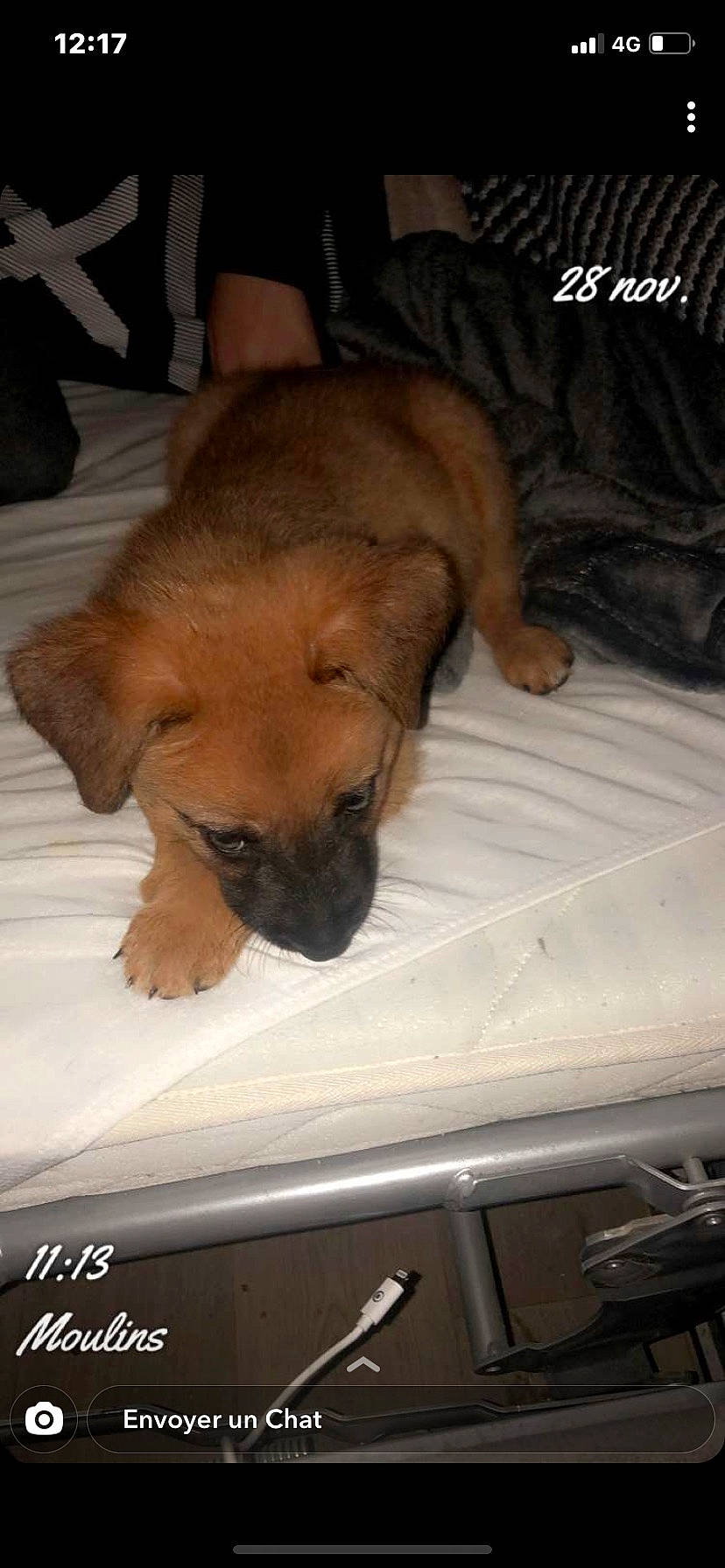 Raya participe au concours pour gagner de l'argent avec cette photo : brown, canidae, carnivore, companion_dog, dog, dog_breed, fawn, linens, liver, non_sporting_group, puppy, skin, snout, sporting_group, tan, toy_dog, working_animal, working_dog