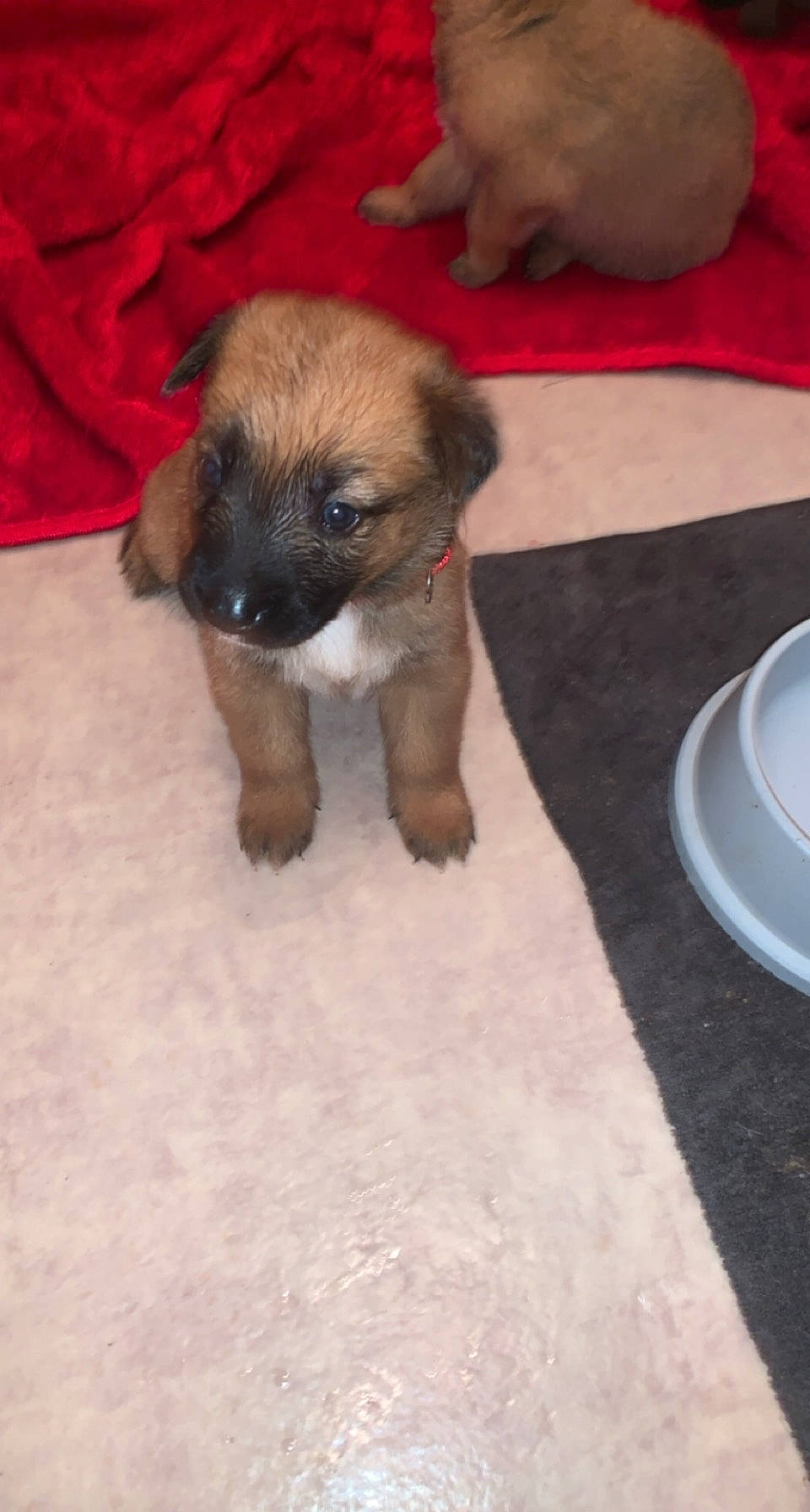 Raya a rejoint le concours — aidez-le/la à gagner de superbes lots ! border_terrier, canidae, carnivore, ceramic, companion_dog, dishware, dog, dog_breed, dog_supply, fawn, home_accessories, liver, mat, porcelain, puppy, serveware, snout, sporting_group, toy_dog, working_animal