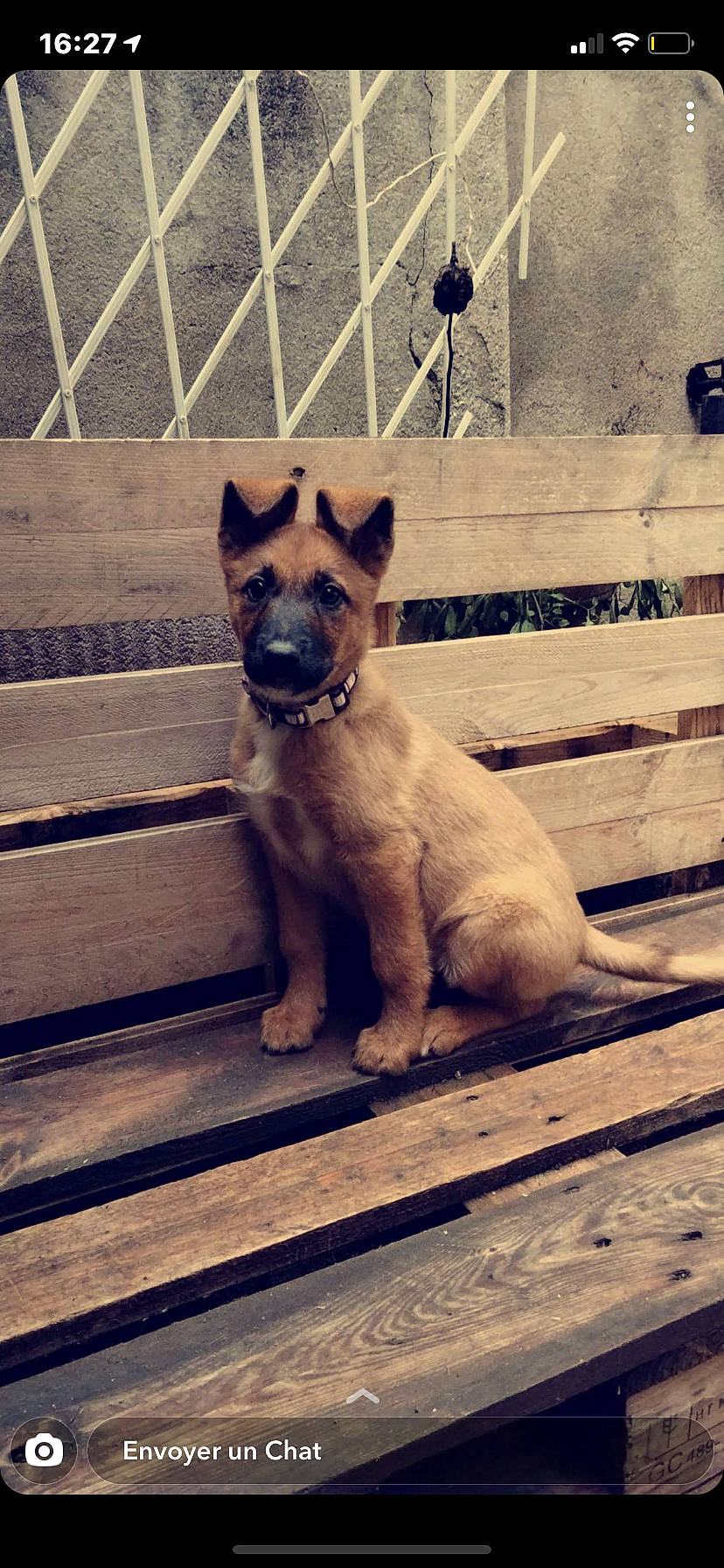 Raya a rejoint le concours — aidez-le/la à gagner de superbes lots ! canidae, carnivore, collar, companion_dog, dog, dog_breed, dog_collar, fawn, fence, guard_dog, home_fencing, liver, pet_supply, snout, sporting_group, working_animal, working_dog