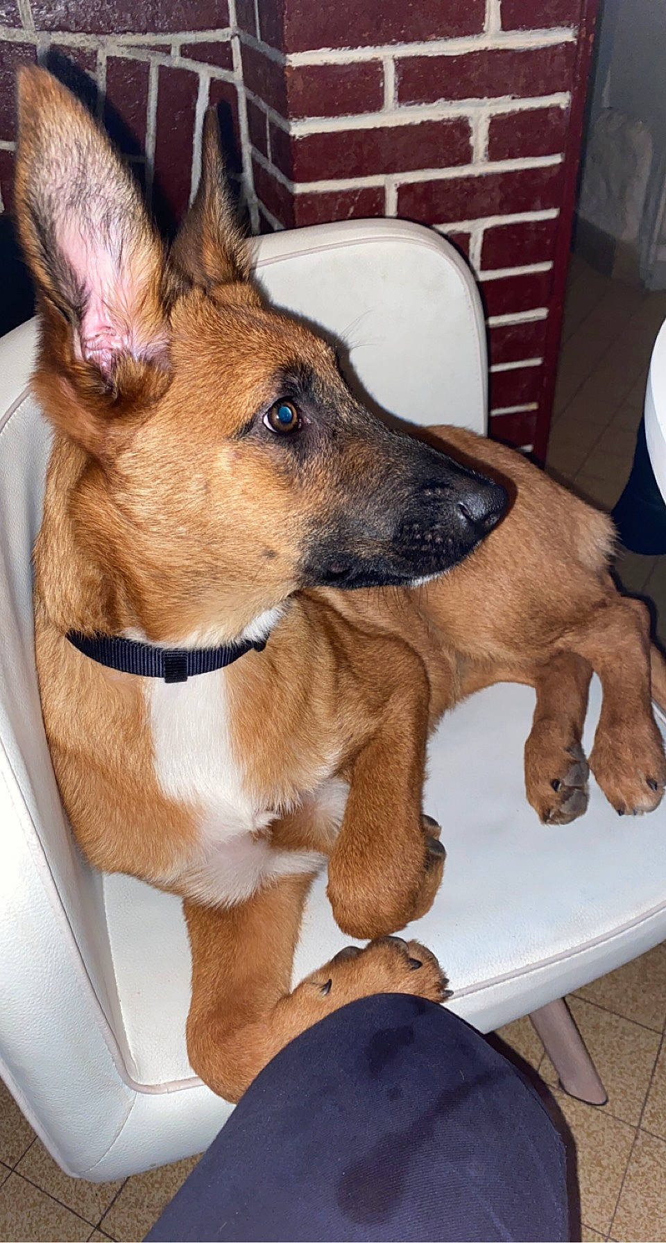 Raya participe au concours pour gagner de l'argent avec cette photo : belgian_shepherd_malinois, canidae, carnivore, chair, collar, companion_dog, dog, dog_breed, dog_collar, ear, fawn, fur, german_shepherd_dog, guard_dog, herding_dog, snout, sporting_group, whiskers, working_animal, working_dog