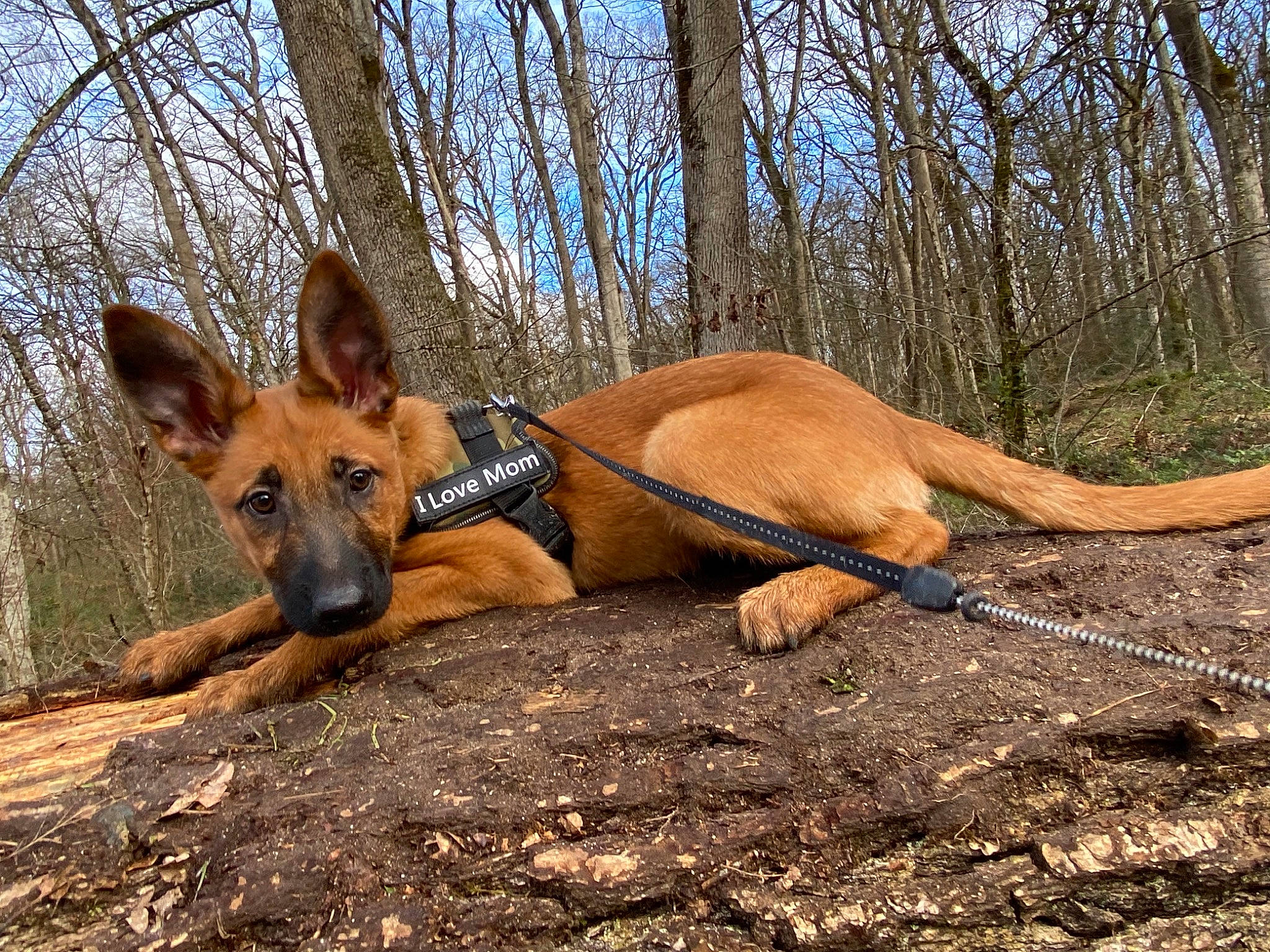 Raya a rejoint le concours — aidez-le/la à gagner de superbes lots ! adventure, canidae, carnivore, collar, dog, dog_breed, dog_supply, fawn, german_shepherd_dog, plant, recreation, sky, snout, sporting_group, tail, terrestrial_animal, tree, trunk, wood, working_dog