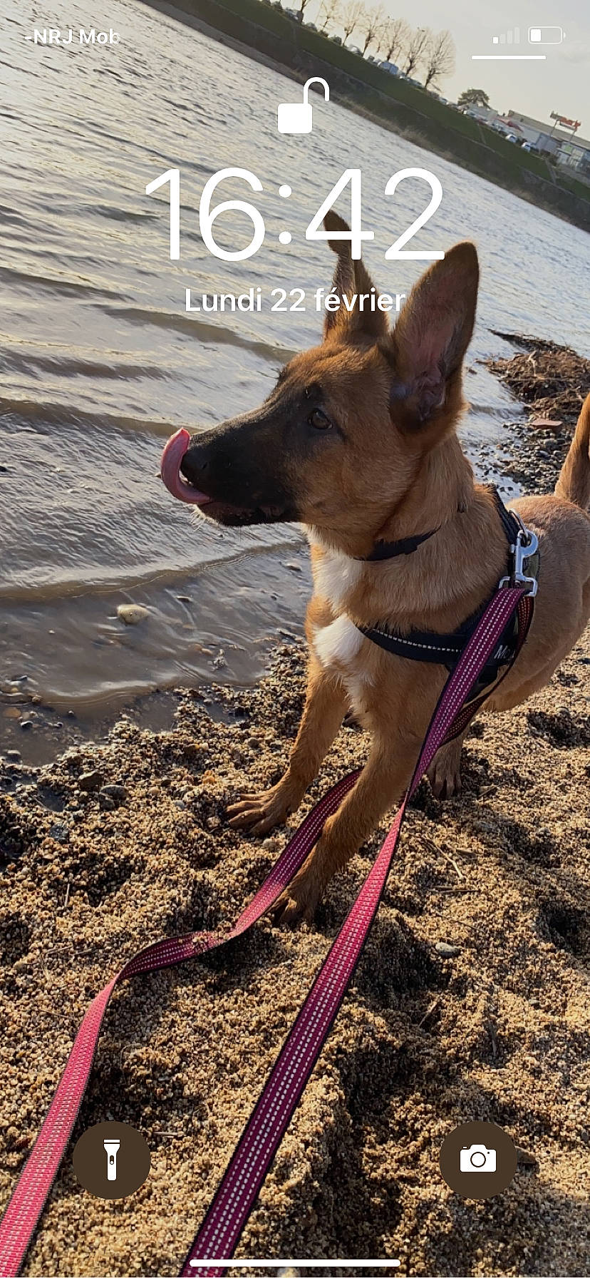 Raya a rejoint le concours — aidez-le/la à gagner de superbes lots ! beach, canidae, carnivore, collar, companion_dog, dog, dog_breed, dog_collar, dog_supply, fashion_accessory, fawn, fun, leash, pet_supply, sand, soil, sporting_group, tail, water, working_animal