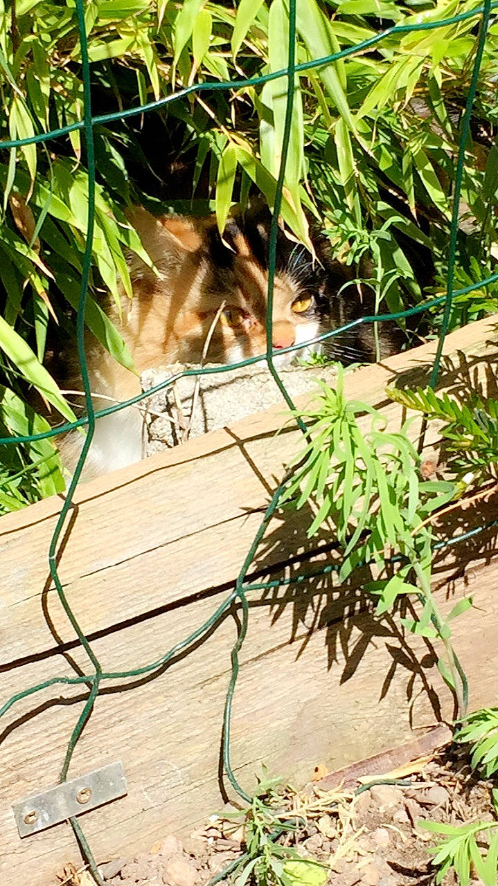 Naya participe au concours pour gagner de l'argent avec cette photo : herb, plant_stem, vascular_plant