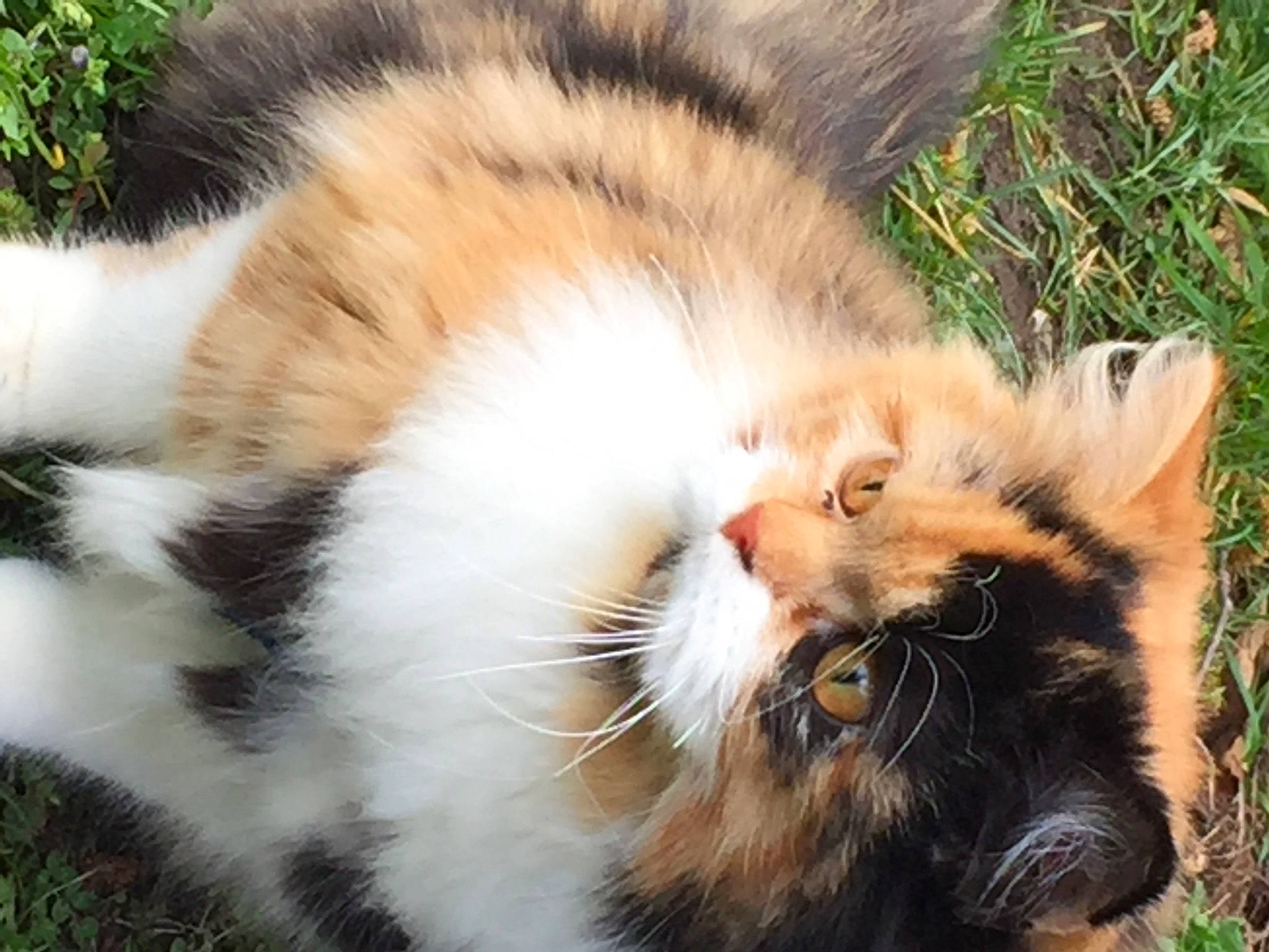 Naya a rejoint le concours — aidez-le/la à gagner de superbes lots ! carnivore, cat, facial_expression, felidae, fur, organism, small_to_medium_sized_cats, snout, terrestrial_animal, vertebrate, whiskers