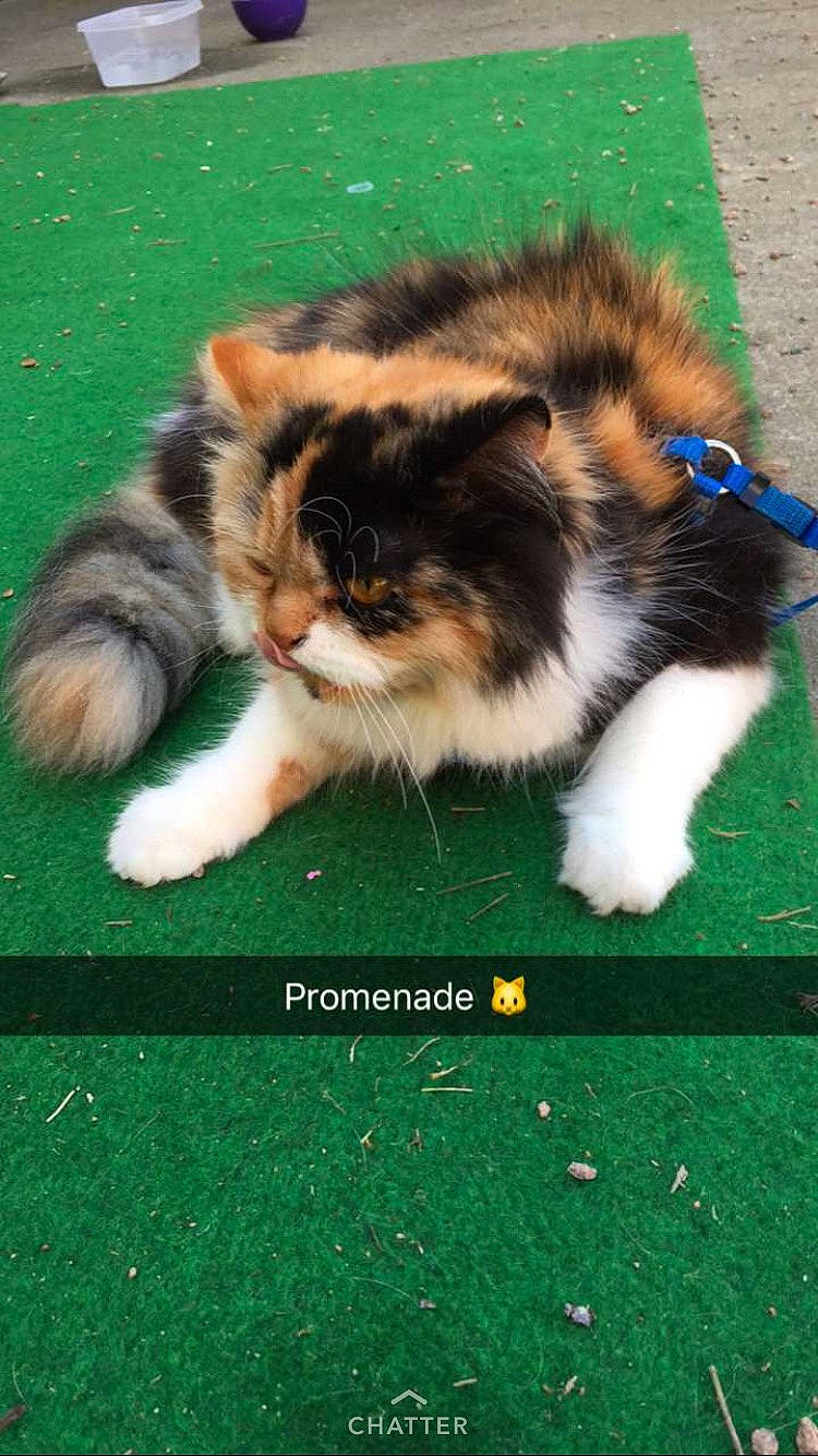 Naya a rejoint le concours — aidez-le/la à gagner de superbes lots ! carnivore, cat, fawn, felidae, fur, games, kitten, organism, small_to_medium_sized_cats, snout, vertebrate, whiskers