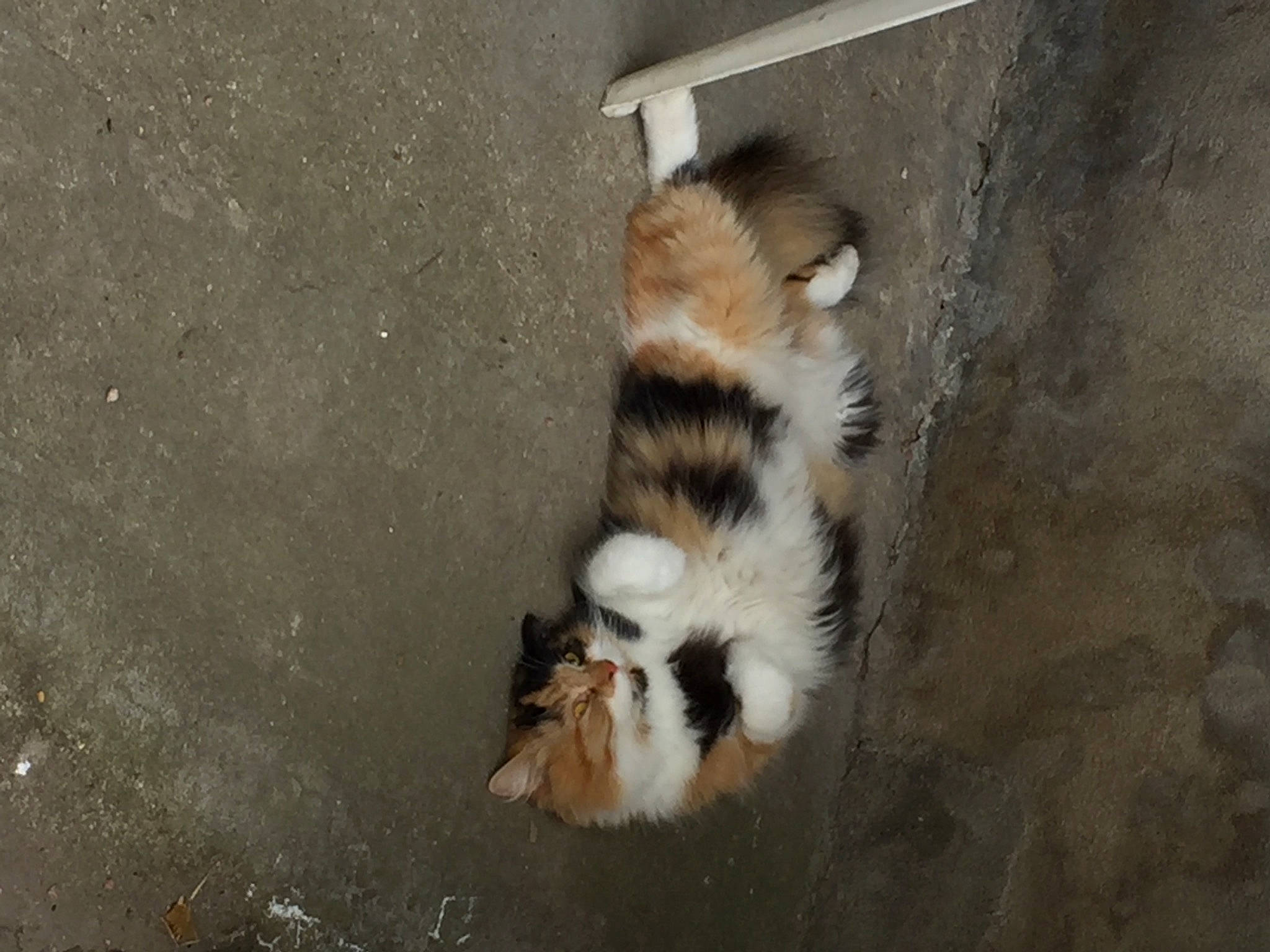 Naya a rejoint le concours — aidez-le/la à gagner de superbes lots ! carnivore, cat, fawn, felidae, fur, paw, small_to_medium_sized_cats, tail, terrestrial_animal, whiskers