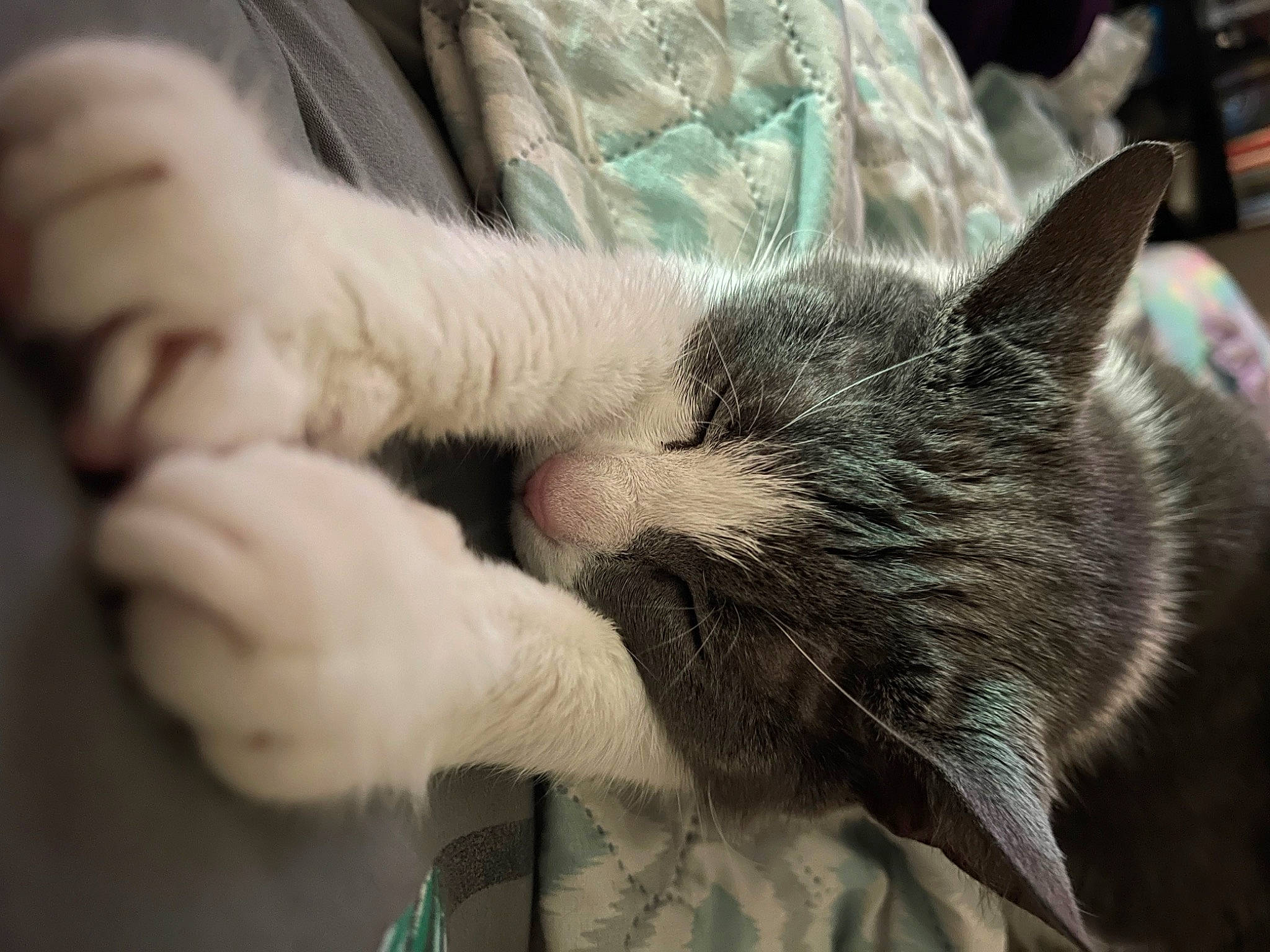 Blair joined the competition — help win amazing prizes! carnivore, cat, claw, comfort, domestic_short_haired_cat, ear, felidae, fur, gesture, grey, nail, nap, paw, sleep, small_to_medium_sized_cats, snout, vertebrate, whiskers