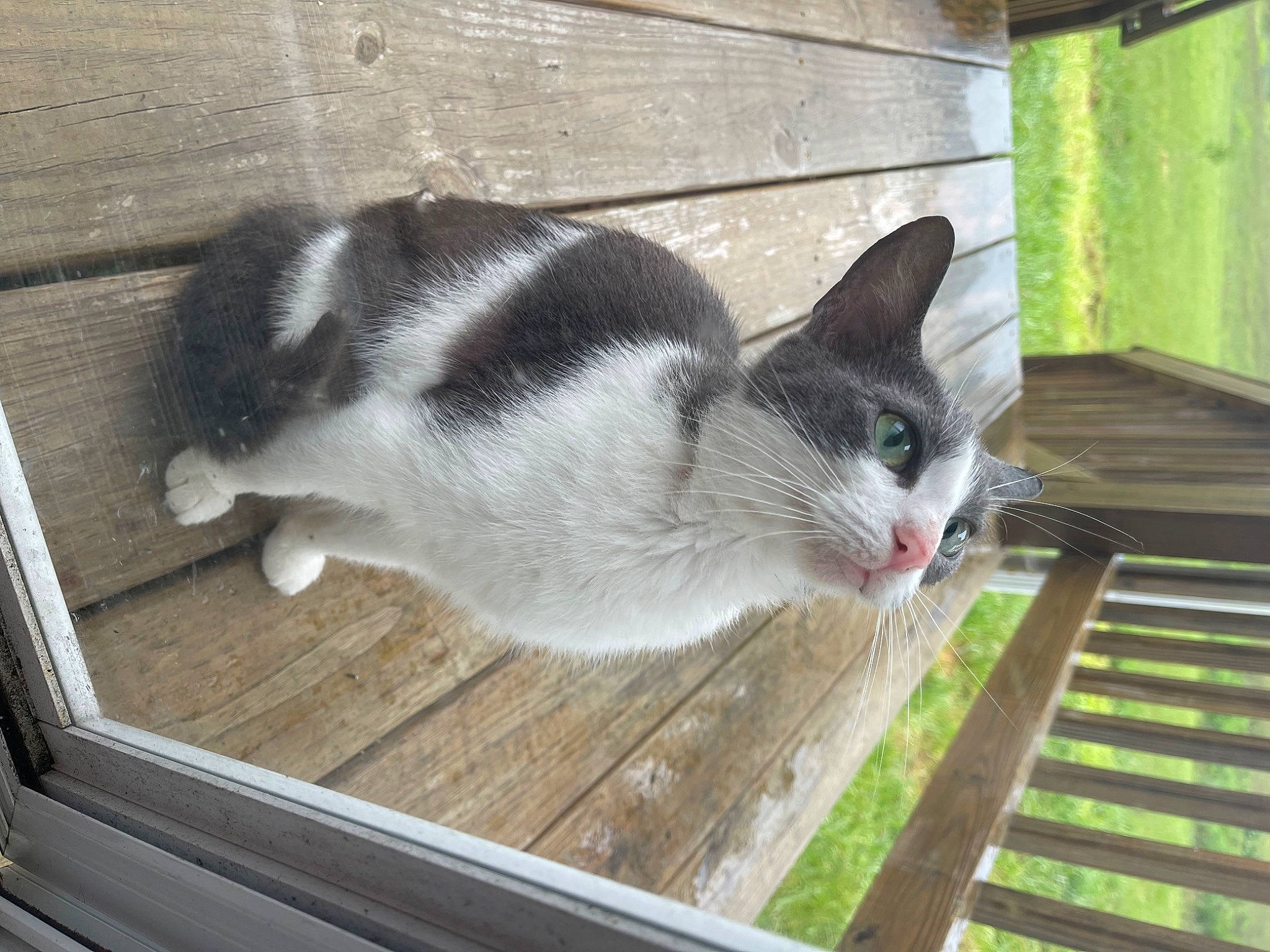 Blair is registered to the contest to win money with this photo: carnivore, cat, domestic_short_haired_cat, felidae, flooring, fur, grass, hardwood, small_to_medium_sized_cats, tail, whiskers, wood