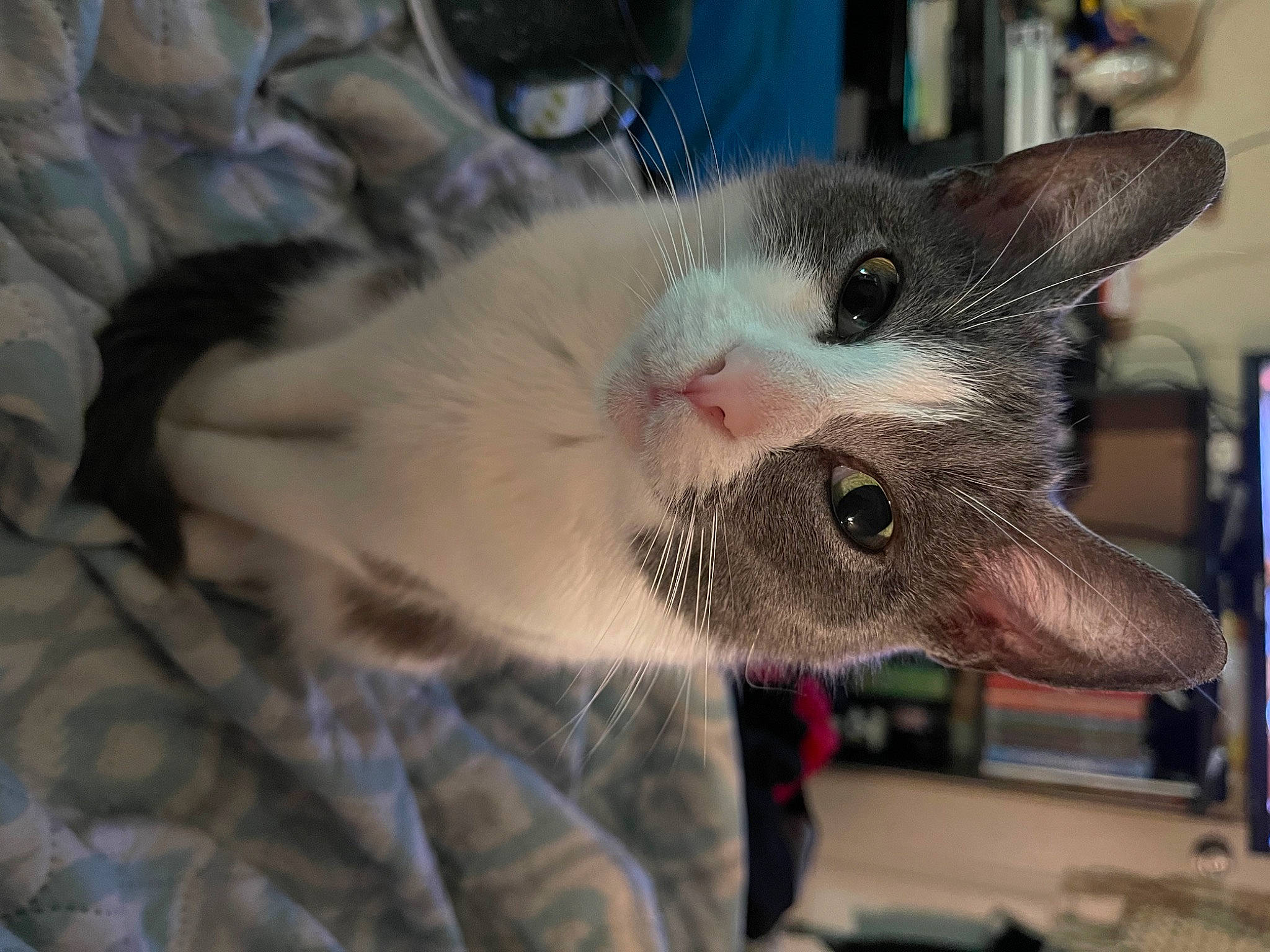 Blair is registered to the contest to win money with this photo: carnivore, cat, claw, collar, comfort, domestic_short_haired_cat, eyelash, fang, felidae, fur, paw, small_to_medium_sized_cats, snout, whiskers