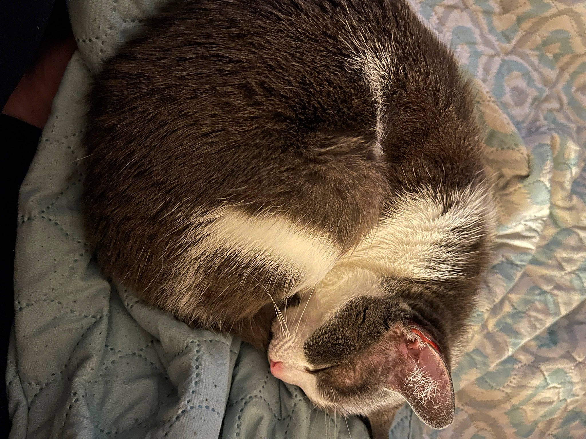 Blair is registered to the contest to win money with this photo: canidae, carnivore, cat, claw, comfort, companion_dog, corgi_chihuahua, dog_breed, felidae, fur, nap, paw, sleep, small_to_medium_sized_cats, snout, sporting_group, tail, terrestrial_animal, whiskers, wrinkle