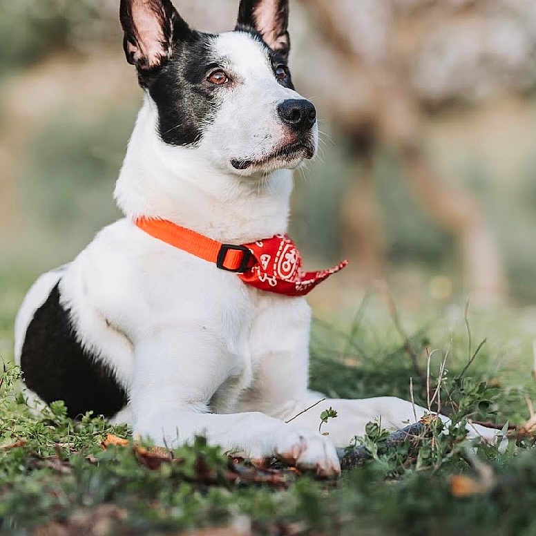 Nato a rejoint le concours — aidez-le/la à gagner de superbes lots ! accessories, animal, bostonbull, bulldog, canine, chihuahua, collar, dog, flower, formalwear, grass, hound, husky, leash, pet, plant, puppy, strap, tie, whitedog