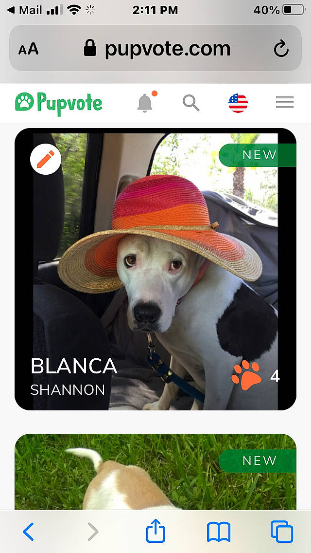 Blanca joined the competition — help win amazing prizes! carnivore, collar, communication_device, companion_dog, dog, dog_breed, ear, electronic_device, fawn, fedora, font, hat, pet_supply, photograph, rectangle, screenshot, snout, technology, vertebrate, working_animal