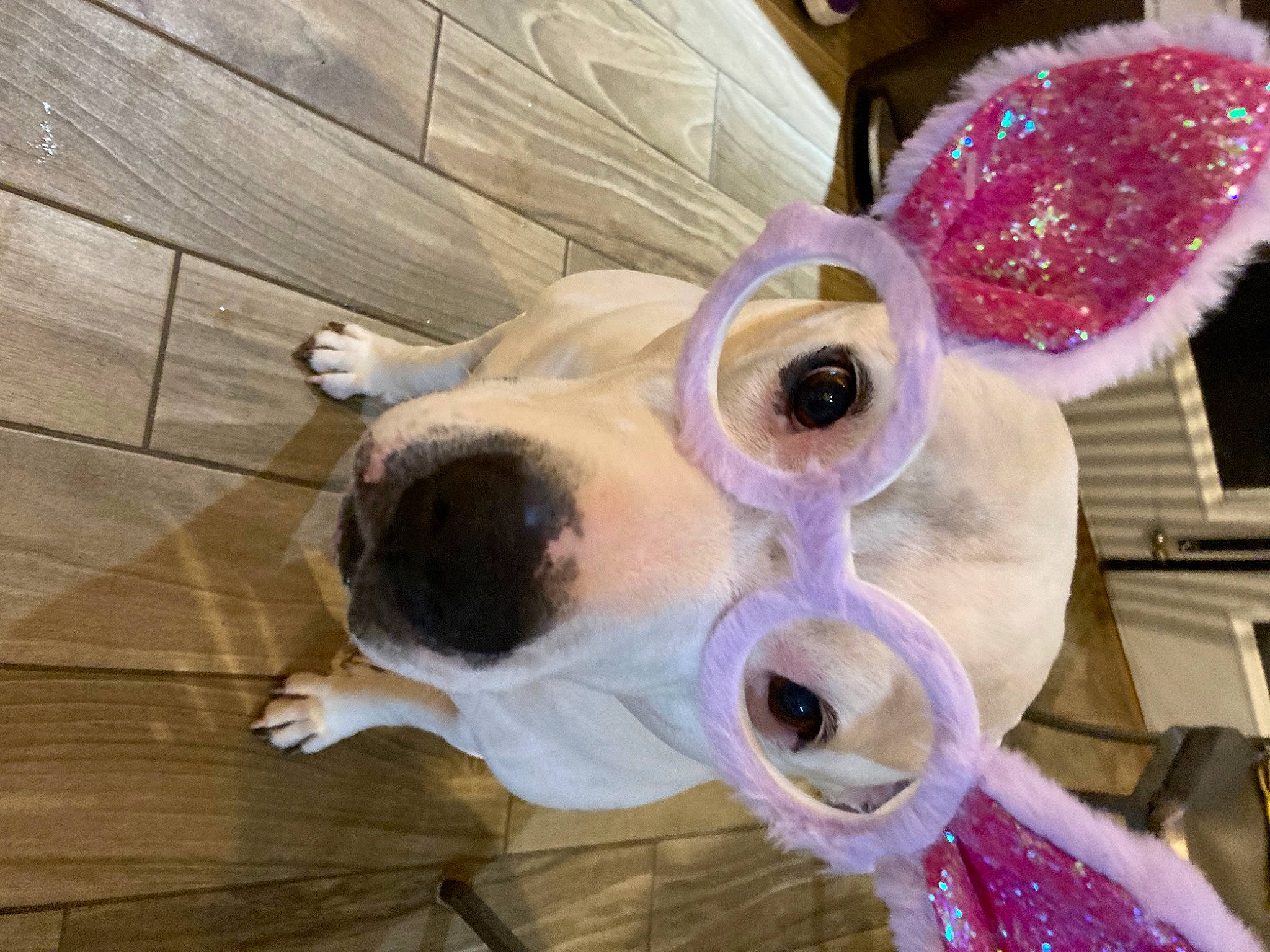 Blanca joined the competition — help win amazing prizes! companion_dog, dog, dog_breed, eyewear, fashion_accessory, fawn, feather, fur, hardwood, magenta, pink, plush, purple, snout, stuffed_toy, sunglasses, tail, whiskers, wood, working_animal