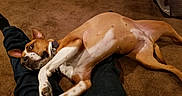 Nija is registered to the contest to win money with this photo: dog, brown_dog, white_spots, lying_down, carpet, indoor, pet, collar, legs, human_legs, relaxed, playful, canine, domestic_animal, home, resting, casual, animal, fur, ears