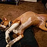 dog, brown_dog, white_spots, lying_down, carpet, indoor, pet, collar, legs, human_legs, relaxed, playful, canine, domestic_animal, home, resting, casual, animal, fur, ears