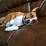 Nija is registered to the contest to win money with this photo: dog, brown_leather_couch, purple_collar, relaxed, lying_down, pet, indoor, fur, white_paws, brown_fur, canine, resting, snout, ears, home, comfort, animal, mammal, domestic_animal, close_up