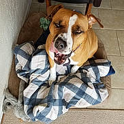 Nija is registered to the contest to win money with this photo: dog, pet, brown_dog, white_markings, blanket, bed, indoor, tile_floor, chair, tongue_out, playful, looking_up, cozy, home, animal, cute, companion, fur, resting, happy