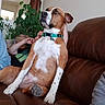 Nija is registered to the contest to win money with this photo: dog, brown_leather_couch, indoor_plant, person, dreamcatcher, living_room, relaxing, sitting, casual, furniture, pet, collar, home_decor, brown, white, green, indoor, cozy, young_adult, casual_clothing