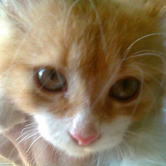 Casimir