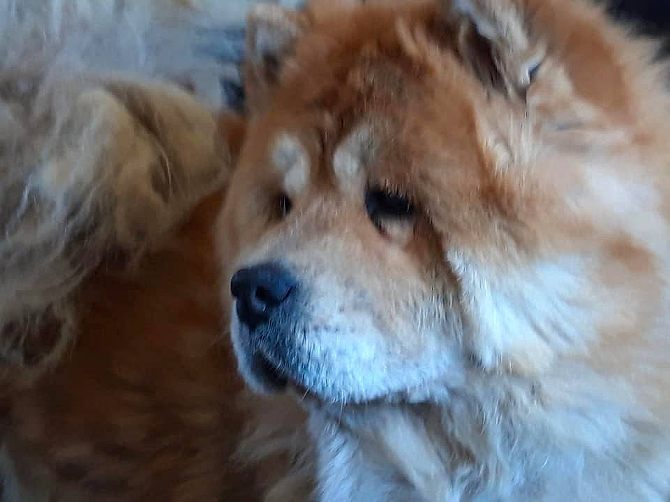 Guimauve a rejoint le concours — aidez-le/la à gagner de superbes lots ! akita, ancient_dog_breeds, canidae, carnivore, chow_chow, companion_dog, dog, dog_breed, eurasier, mammal, non_sporting_group, rare_breed_dog, snout, sporting_group, vertebrate