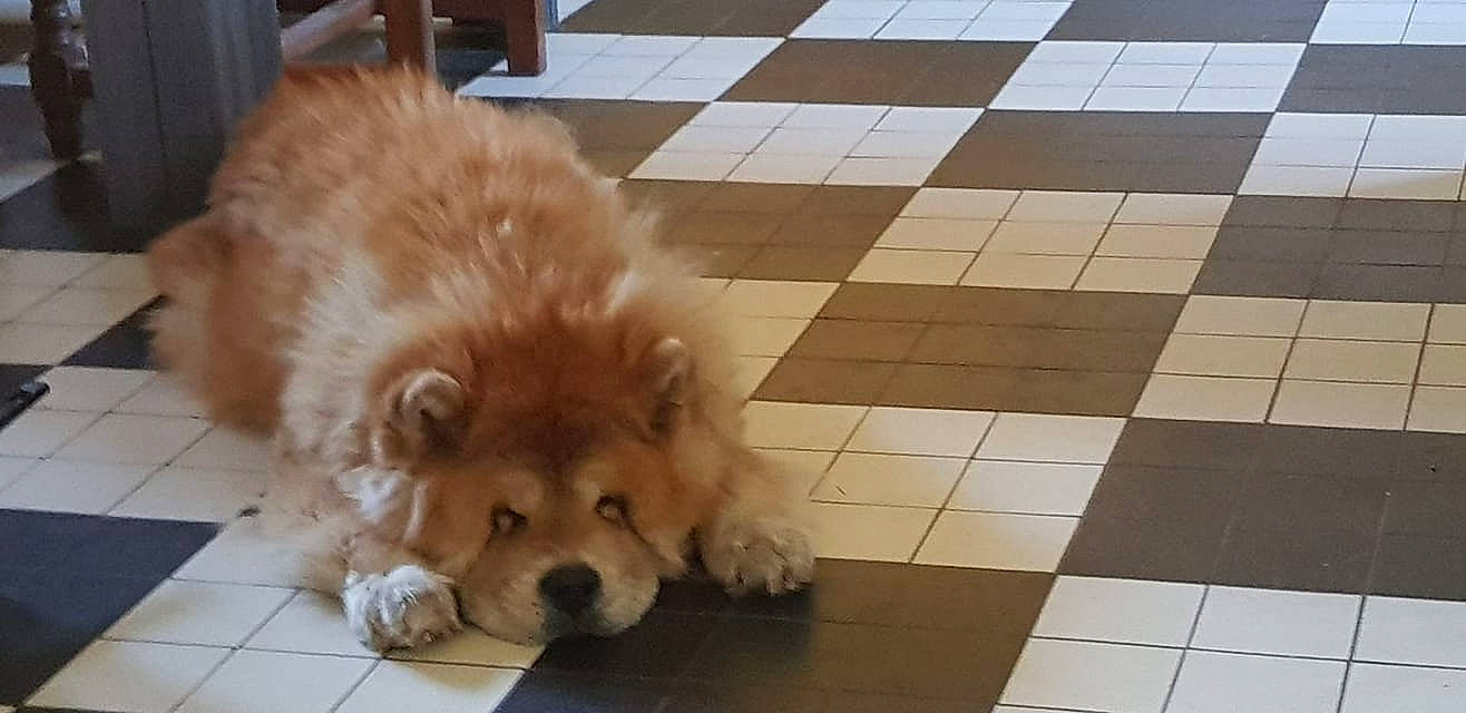 Guimauve participe au concours pour gagner de l'argent avec cette photo : canidae, carnivore, chow_chow, companion_dog, dog, dog_breed, eurasier, fawn, floor, german_spitz, german_spitz_klein, mammal, non_sporting_group, pomeranian, puppy, snout, spitz, sporting_group, volpino_italiano