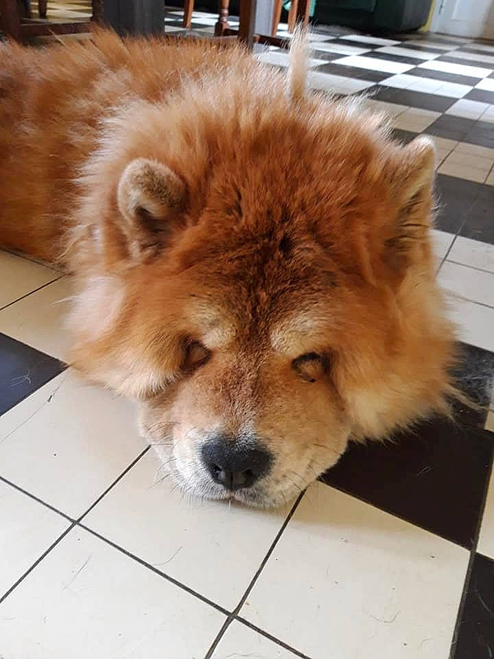 Guimauve a rejoint le concours — aidez-le/la à gagner de superbes lots ! akita, ancient_dog_breeds, canidae, carnivore, chow_chow, companion_dog, dog, dog_breed, eurasier, fawn, finnish_spitz, food, mammal, non_sporting_group, snout, spitz, sporting_group, vertebrate