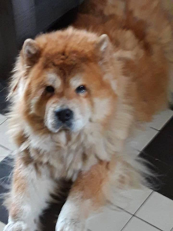 Guimauve a rejoint le concours — aidez-le/la à gagner de superbes lots ! akita, ancient_dog_breeds, canidae, carnivore, chow_chow, companion_dog, dog, dog_breed, eurasier, fawn, fur, mammal, non_sporting_group, nose, rare_breed_dog, snout, sporting_group, vertebrate, whiskers