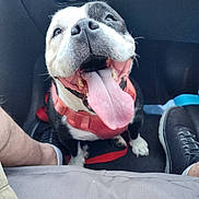 Miss Momo is registered to the contest to win money with this photo: dog, pet, tongue, happy, car_interior, harness, canine, black_and_white, close_up, sitting, floor_mat, shoe, human_leg, paw, smiling, cute, domestic_animal, vehicle, leash, companion