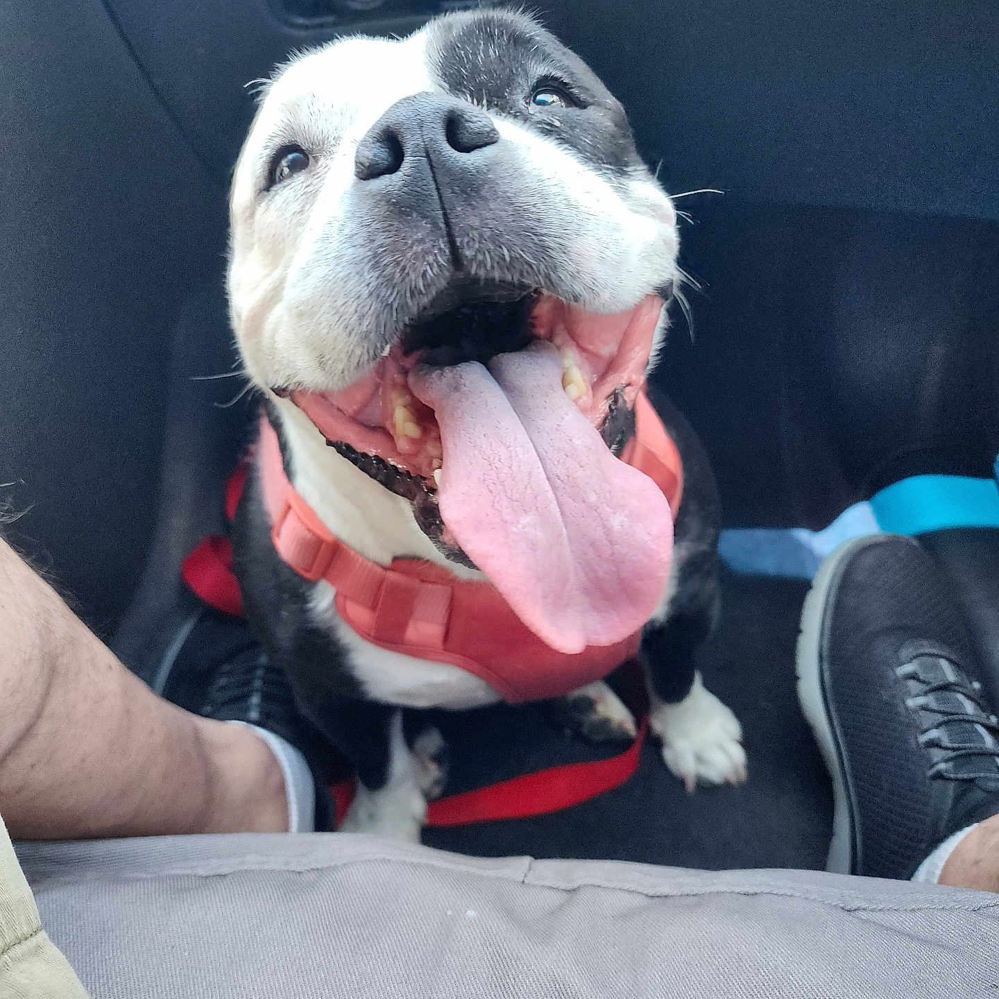 Miss Momo is registered to the contest to win money with this photo: dog, pet, tongue, happy, car_interior, harness, canine, black_and_white, close_up, sitting, floor_mat, shoe, human_leg, paw, smiling, cute, domestic_animal, vehicle, leash, companion
